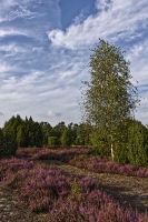 AT-Birke in der Heide