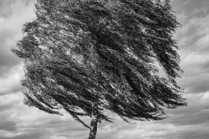 Birke im Herbstwind