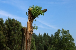 BJ_Die Kraft der Natur