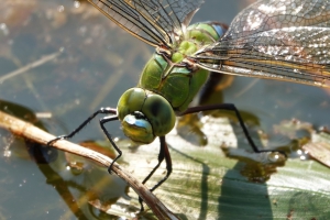 BJ Königslibelle mit Nahlinse fotografiert 3 Archiv