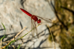 BR Omani I