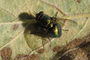 CG Schmeißfliege