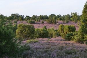 CG_Wacholderheide mit Bank