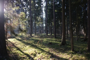 einladender_Wald_kl