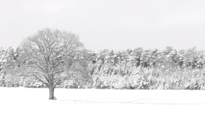 einsamer Baum darf nicht in den Waldkl