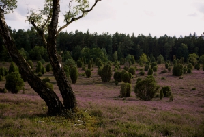 MH-Abend in der Heide