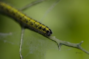 MH-Raupe Nimmersatt Kohlweißling lg