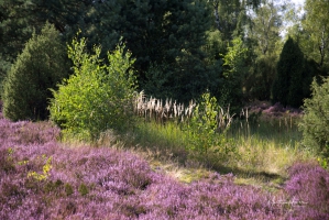 MH-Unberührte Natur Ellerndorfer Heide lg