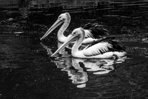 Pelikan-Synchronschwimmen