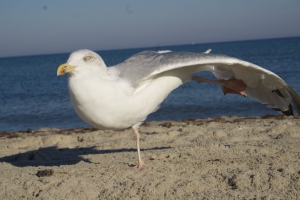 Putztag