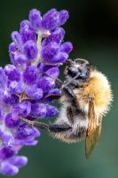 RL_6_Hummel-18x12_0026-Verbessert-RR