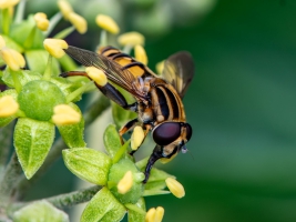 RL_Schwebfliege Pelophilus Pendulus-18x13,5_0022-Verbessert-RR