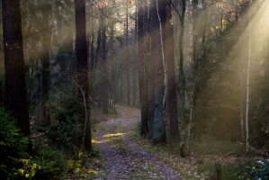 Tief in den Wald hinein kl