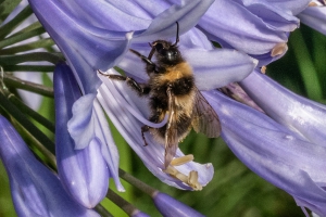 UTZ Erdhummel