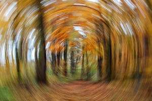 Waldwege im Herbst